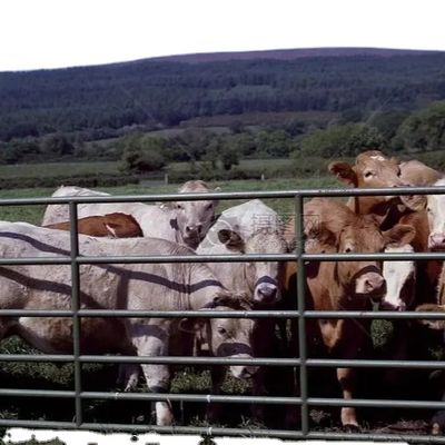 منزل الدواجن مع تثبيت سريع