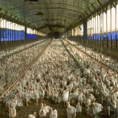 مبنى مزرعة دواجن بإطار فضائي من الصلب مسبق الصنع