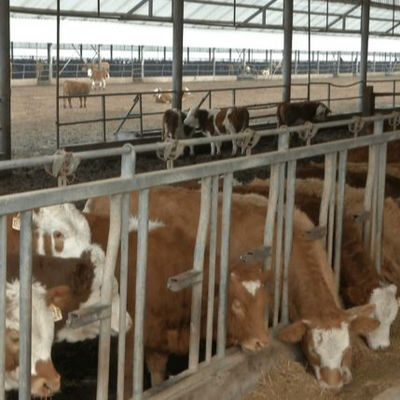 منزل الدواجن مع تثبيت سريع