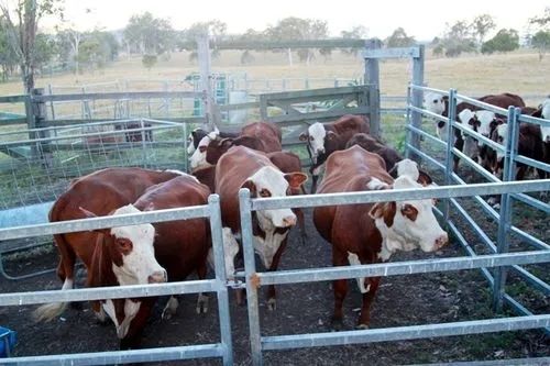 منزل الدواجن مع تثبيت سريع